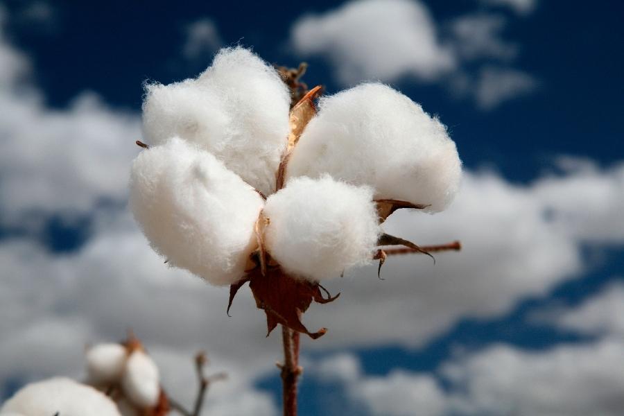 vải cotton là gì, vải cotton là vải gì, vải cotton khô là gì, vải cotton lạnh là gì